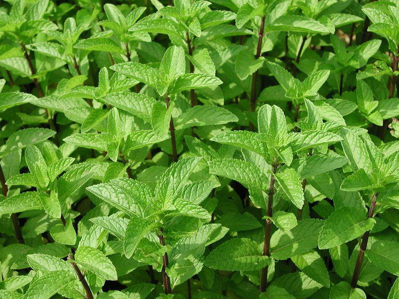 薄荷草本