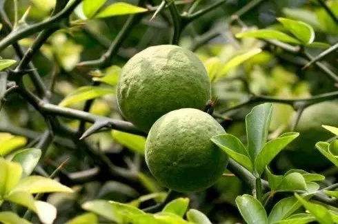Fresh natural fruits of trifoliate orange
